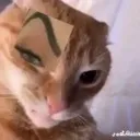 catsus