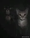 cat Discord Emoji