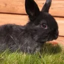 lilone