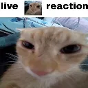 car_livereaction