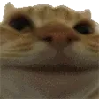 catNope
