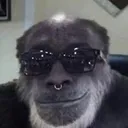 monkecool