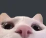 Cat3 cat3 Discord Emoji
