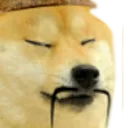 dogechinchong dogechinchong