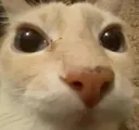 Gato