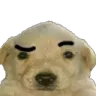 dog_raised_eyebrow