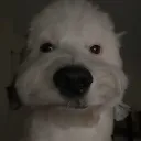 Errmm_what_the_sigma