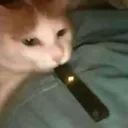 catvape