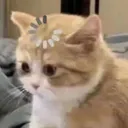 catload catload
