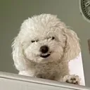 EvilLucy Discord Emoji