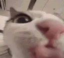 lick