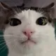 Iminent_destuction Iminent_destuction