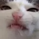 Plinkmaxxing