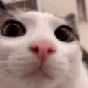 CatCurious