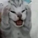 CatScreaming