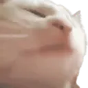 CatJAMEmote