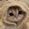 meow meow
