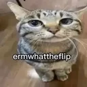 whattheflip