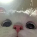 kitty_peek