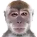 MACACO