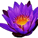 lily
