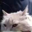 loafAngy loafAngy