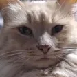 loafStare
