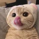 ar_Cat_Lick_Cat_Tongue