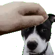 peanutpet