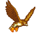 hawk