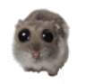 hamster Discord emoji