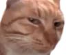 suscat