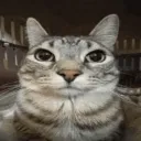 CatStare