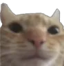catstare