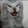 Catpanic Catpanic