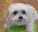 dogsussyandscared
