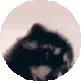 Pedro