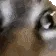 catinsane