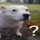 DogConfused