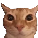 BigOlEyes