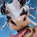mooooo
