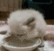 wcatmilks