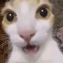 guhcat
