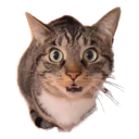 whatcat Discord Emoji | House