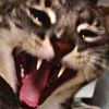 emote_cat_lol emote_cat_lol