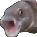 Rybchamp