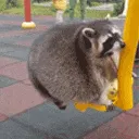 raccswing