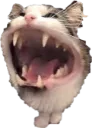 rawr rawr