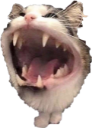rawr Discord emoji