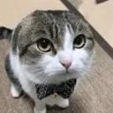 henrycropped